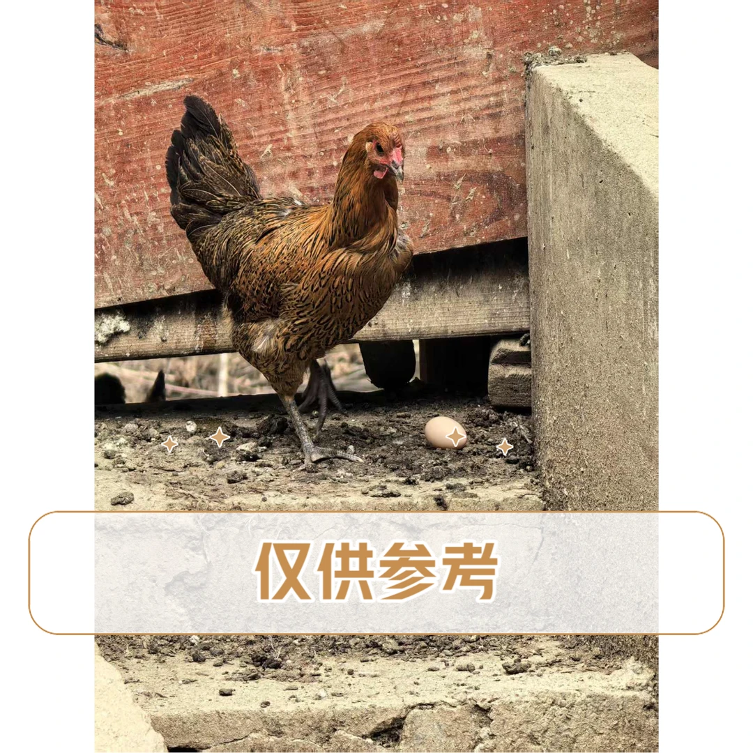 农村本地鸡杀好冰冻顺丰发货
