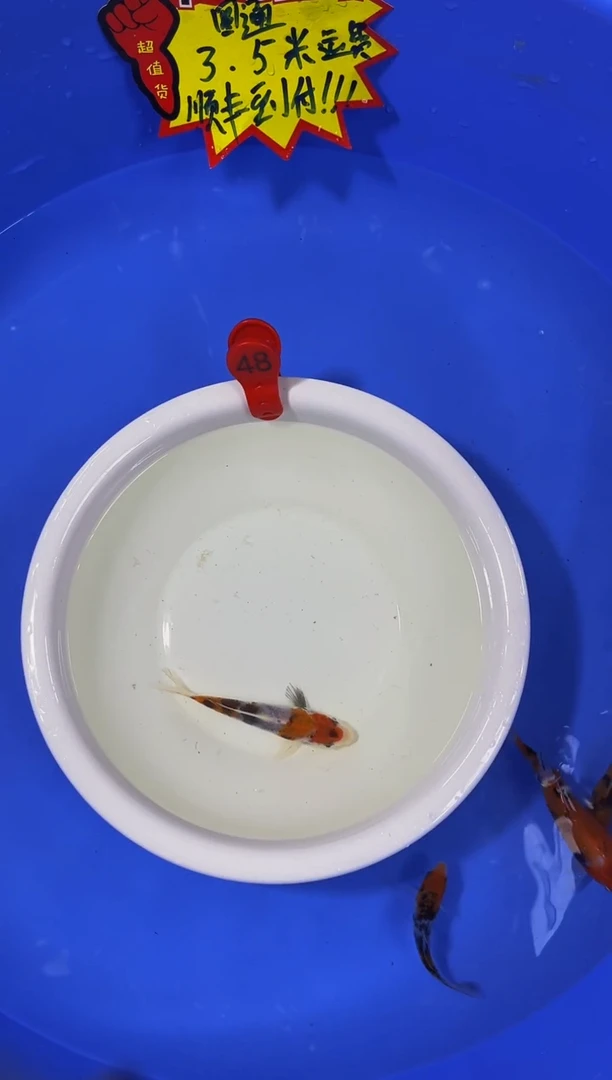 锦鲤活体二号链接