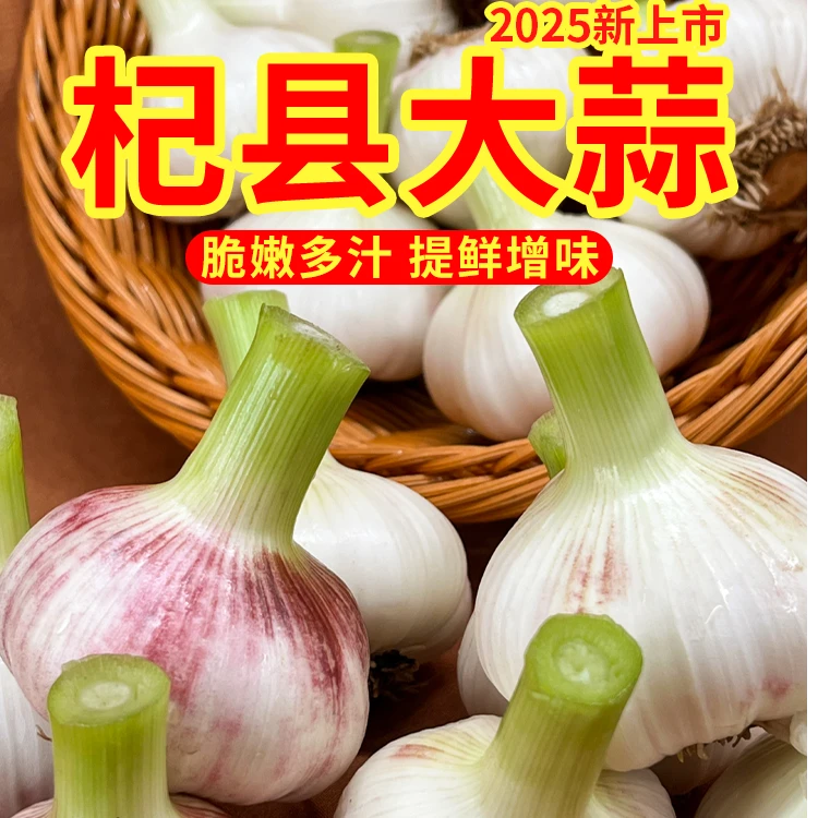 5斤现挖新鲜嫩大蒜湿蒜正宗紫白皮鲜蒜多瓣蒜农家自种可腌糖醋
