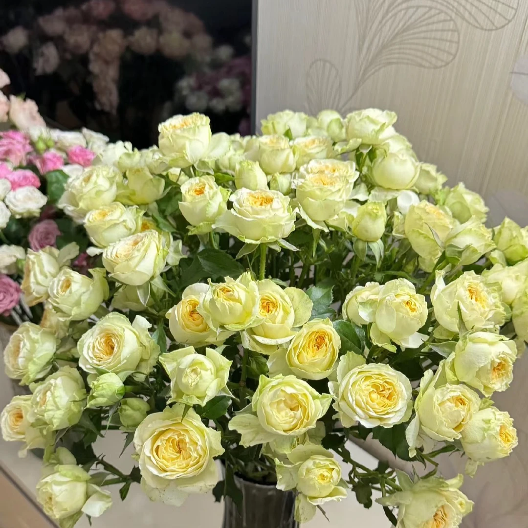 【彩花驿站】牛油果多头（直播间展示为准/10％损耗无售后介意勿拍）