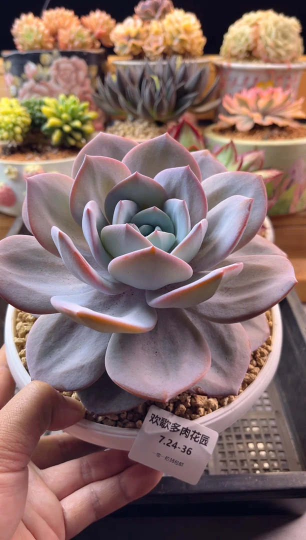 无花朵7.24-36奶茶11111