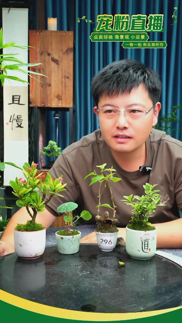 无花朵你**子苔藓微景观296号