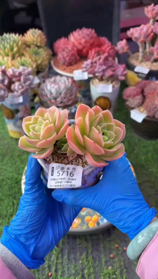 昆明印象多肉5716