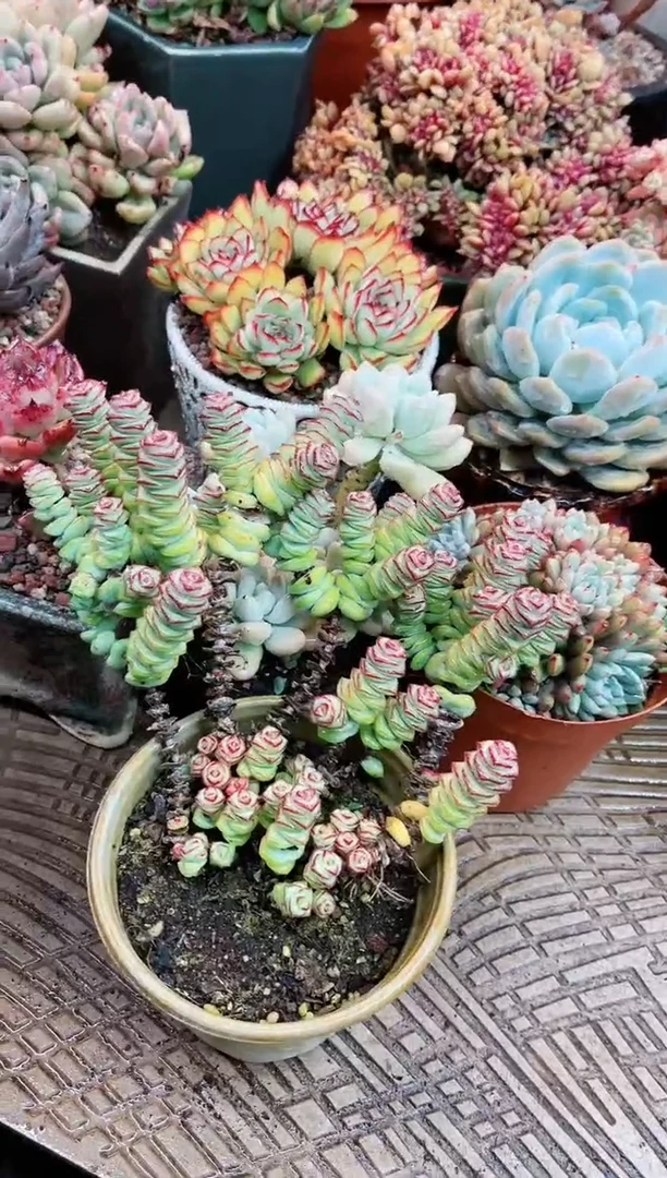 【闪购商品】21048