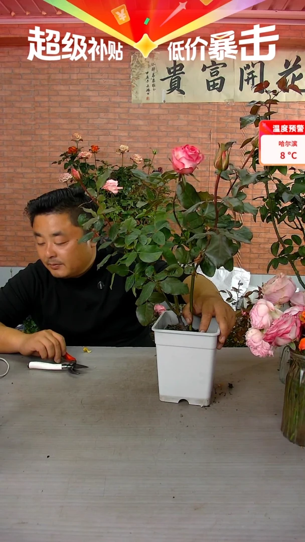 当前无花朵，栽培后可花朵艾莎