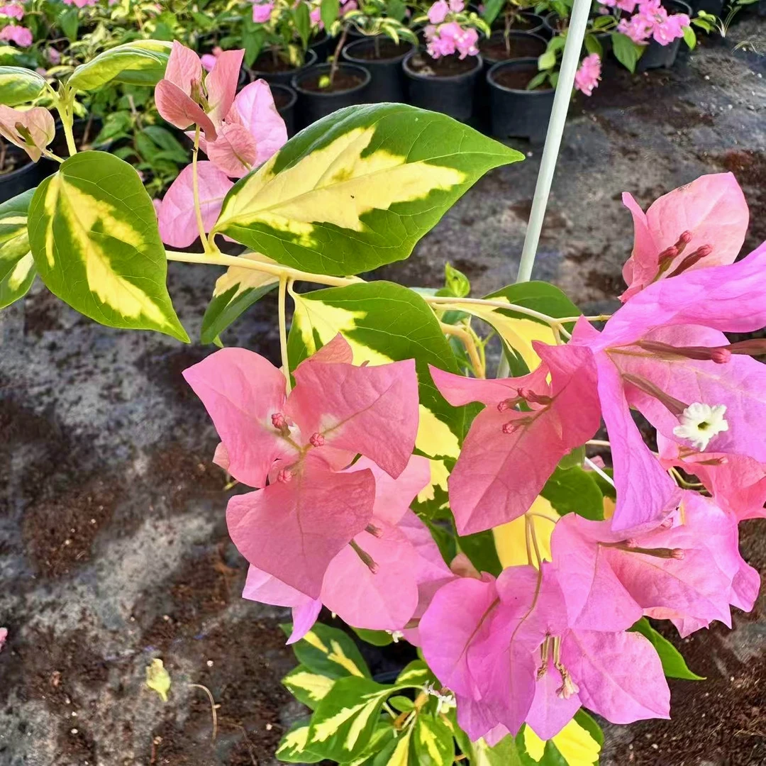 【金心橙白】三角梅带花盆栽爬藤植物室内阳台庭院四季开花卉