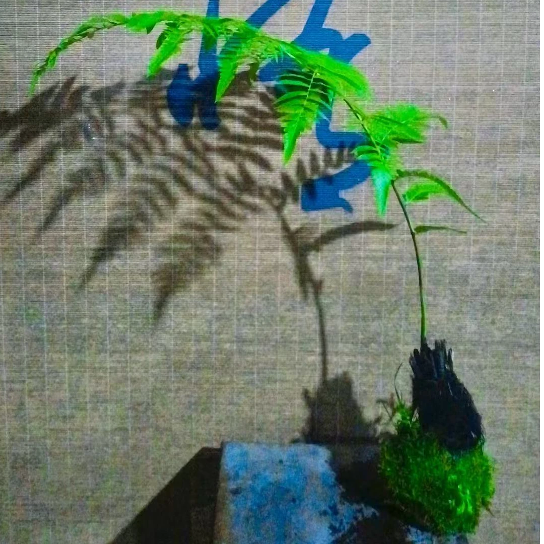 紫萁蕨 水培绿植 一物一拍