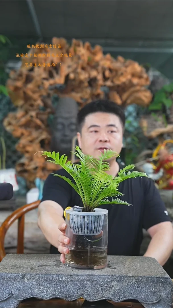 完全开放富贵蕨410+