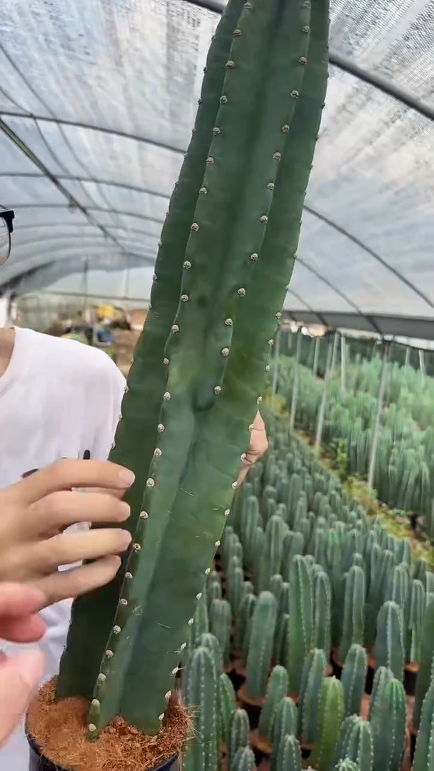【带根】40cm+量天尺 不指定带花苞