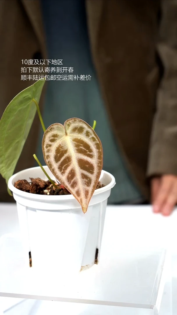 完全开放044-闪烁2.0 03