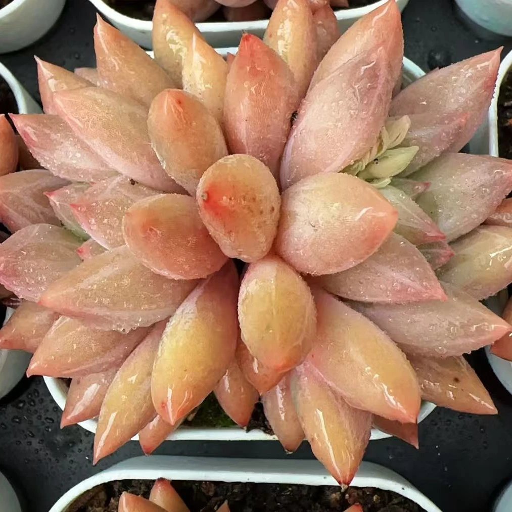 双头流心美人（5.5cm）脱土金先生精品多肉