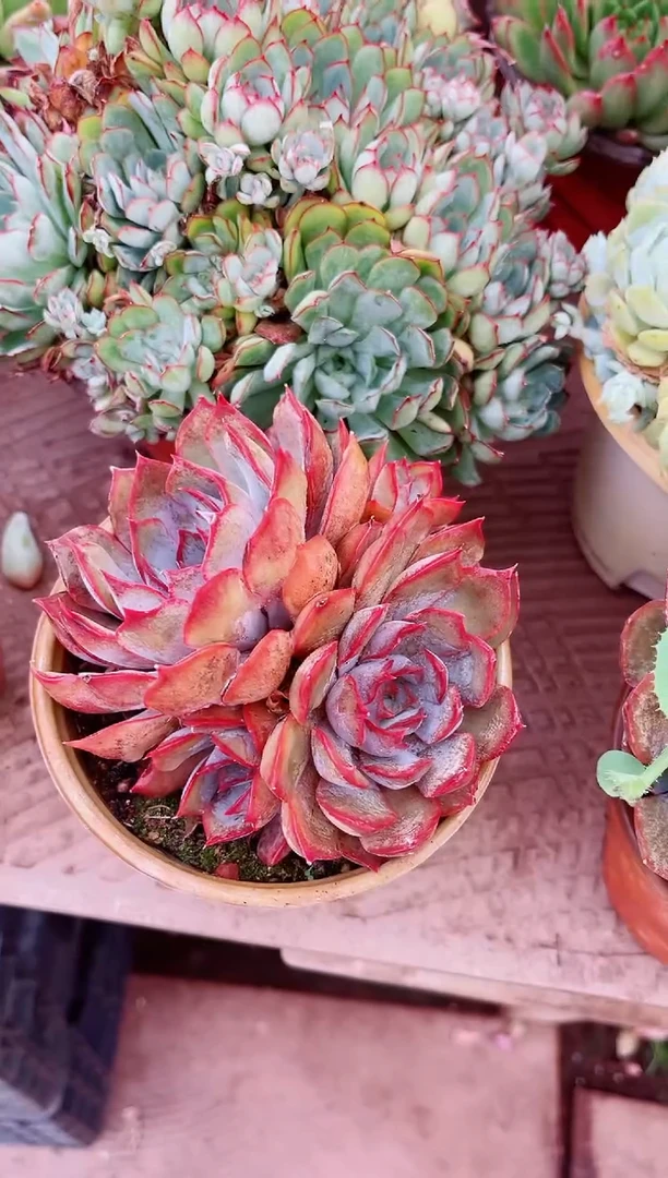 用****9多肉植物一物一拍19256