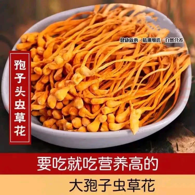 大孢子头虫草花干货北虫草蛹虫草菌菇食材煲汤炖排骨凉拌火锅美味