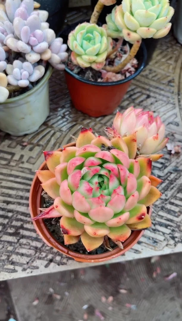 【闪购商品】09075