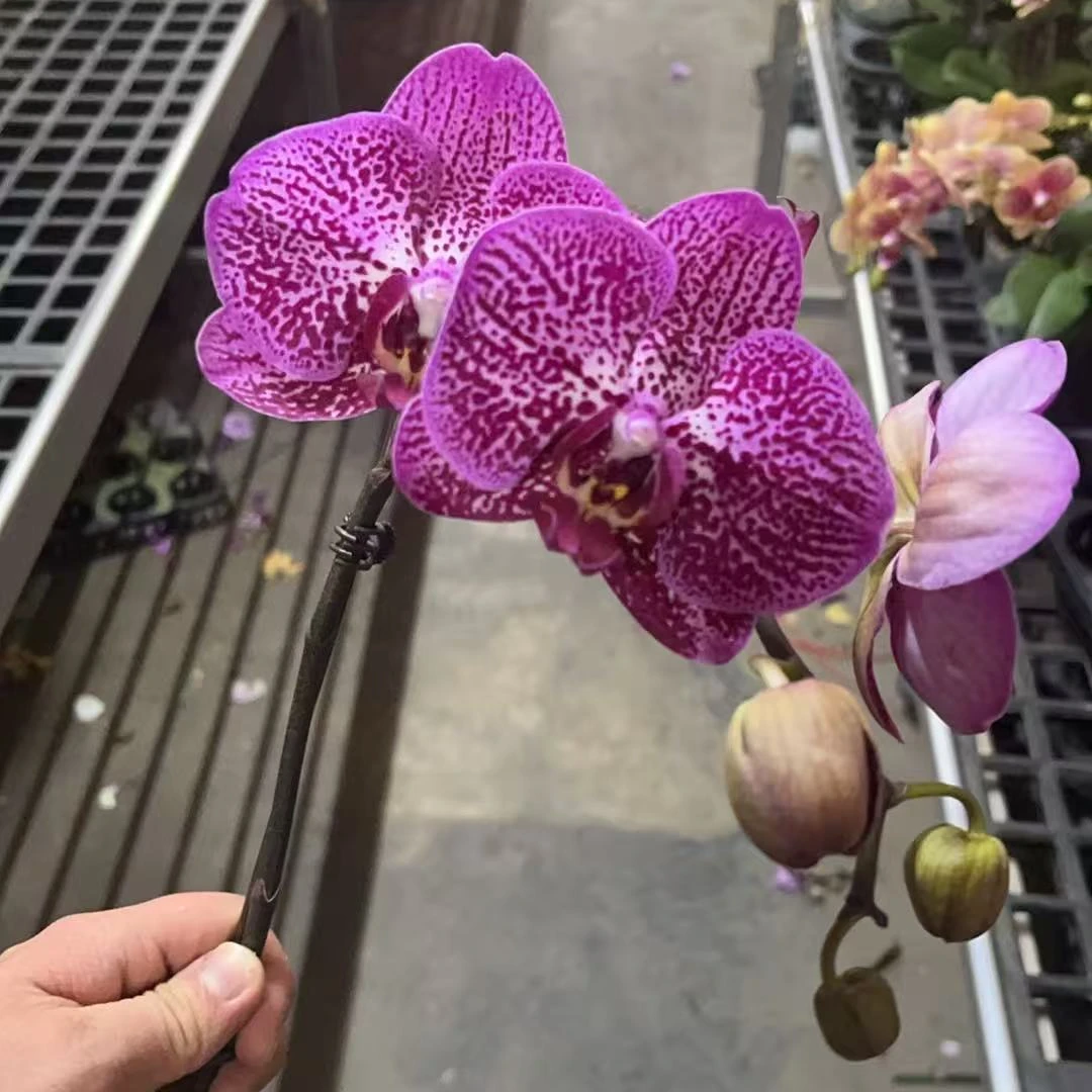 蝴蝶兰【夜光兰】暗黑红色稀有色系带花发货 室内花花广州直发