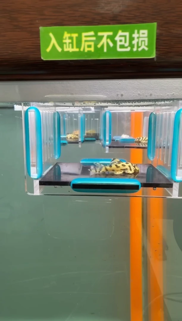 清道夫鱼019号236入缸不包损录制完整开箱视频3.5厘米