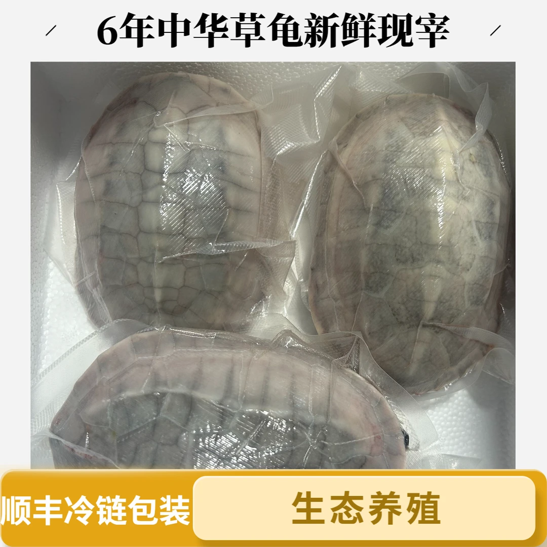 6年外塘中华草龟新鲜宰杀斤煲汤大母龟冷链真空包装冷链