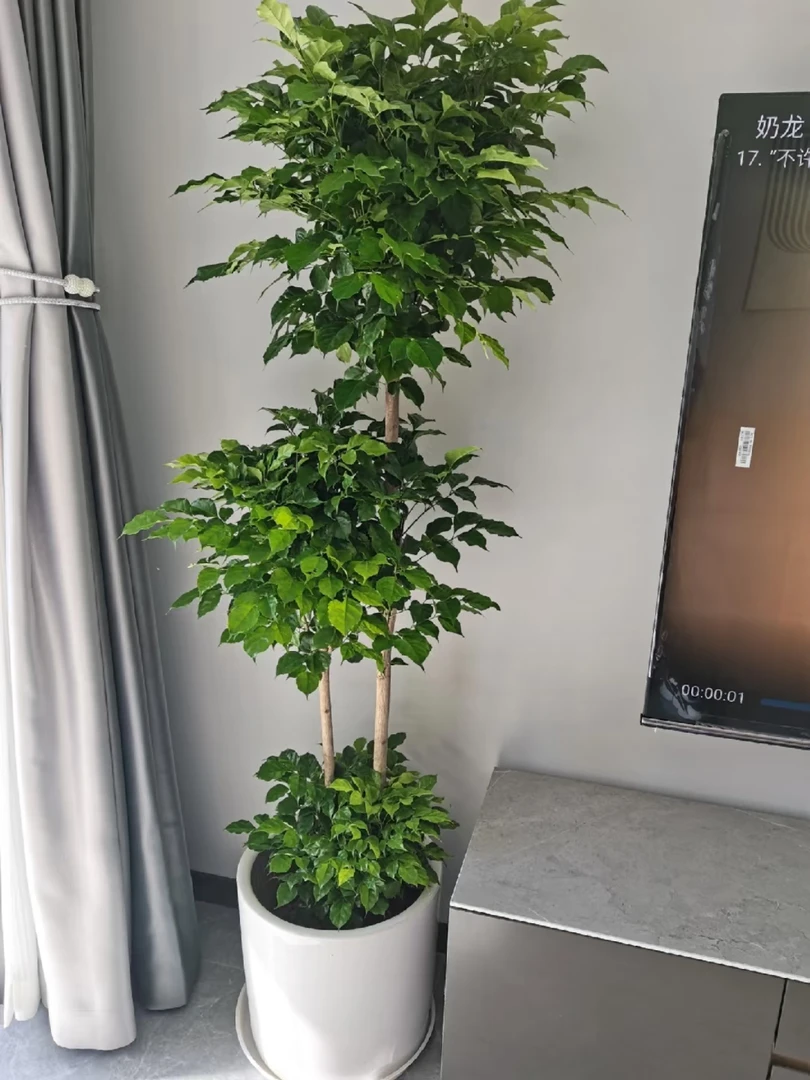 顺丰京东送货上门1.5-1.7米3层造型五年老桩幸福树盆栽大型绿植