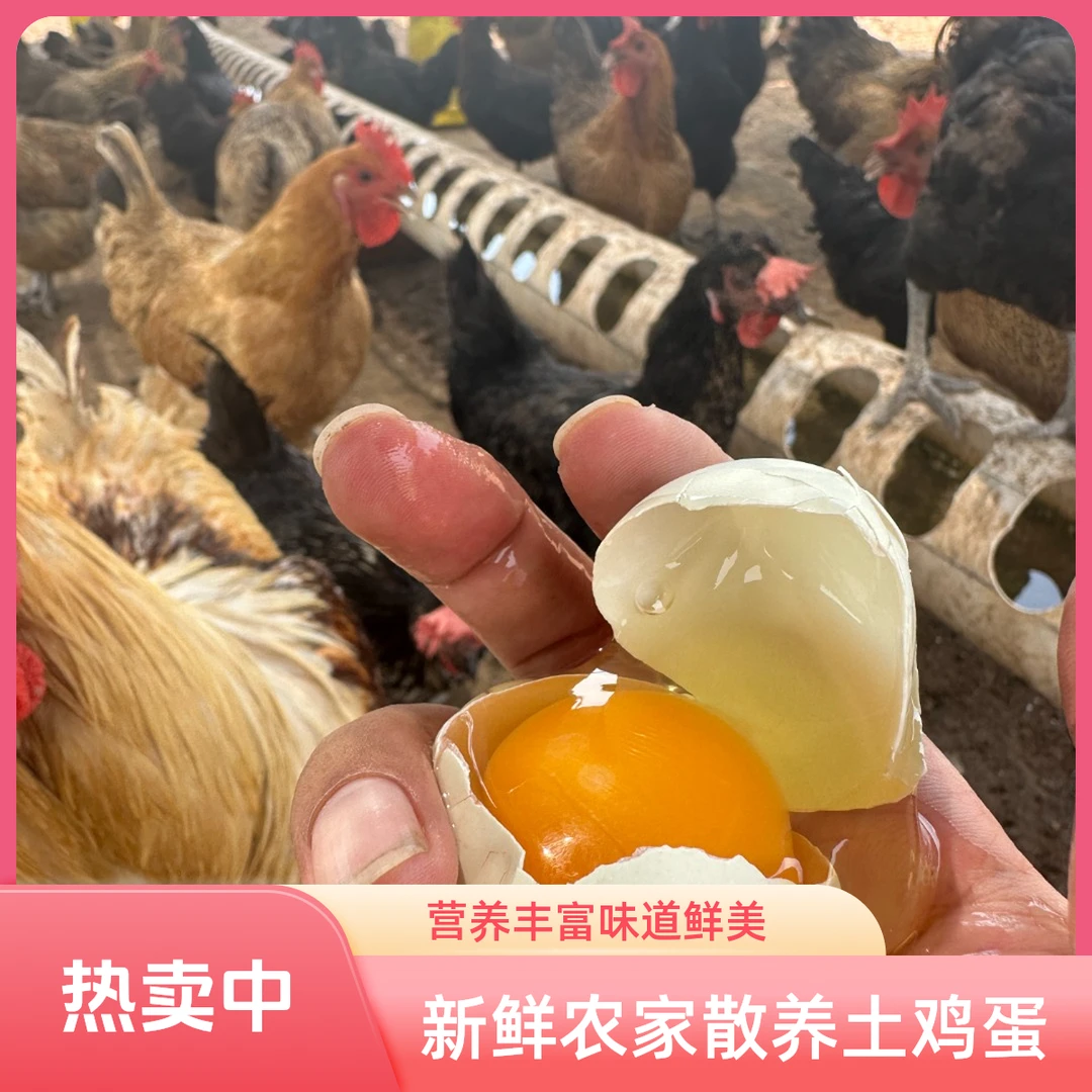 新鲜土鸡蛋柴鸡蛋绿壳蛋农家散养营养丰富
