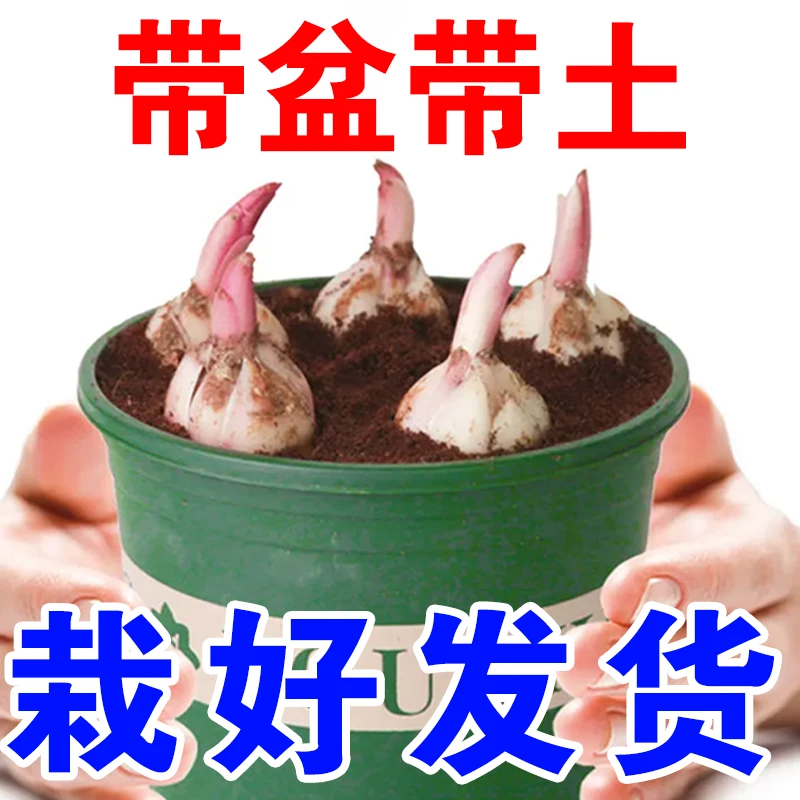 【新品推荐】5颗-带盆带土种好百合花室内室外盆栽种球进口香水百合