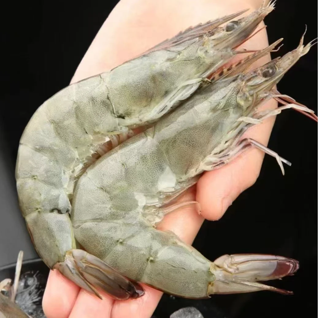 4斤/盒渔船上岸大号海洋大虾单只15~18cm共50~60只精品海鲜
