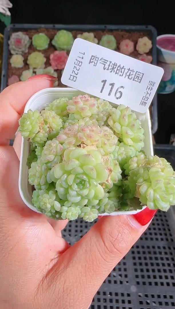 1122-116ht-24群生不包整