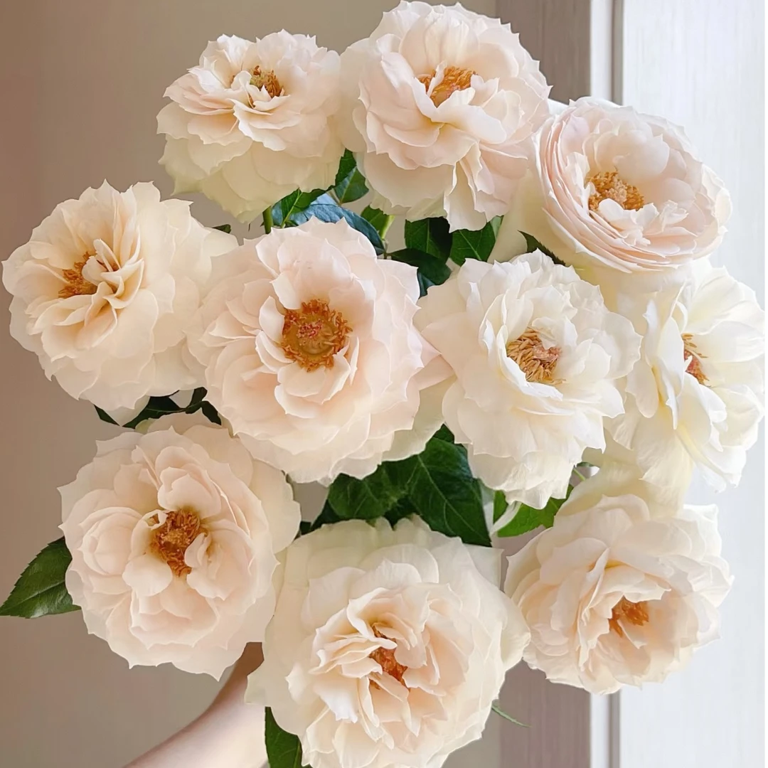 【独鬏鬏优选】稀有鲜花 [歌剧皇后] 玫瑰 稀有小众超级少见