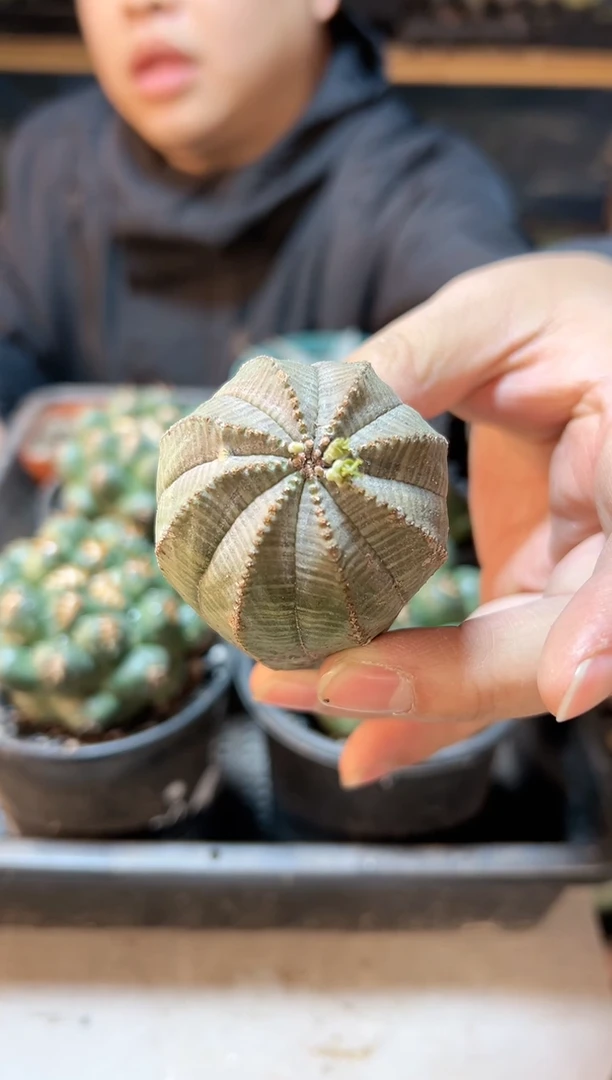 【闪购商品】晚8号布纹球4.8公分