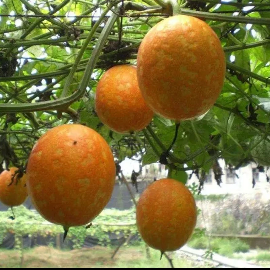 【瓜蒌种子】瓜蒌种子四季种植盆栽地栽阳台小院