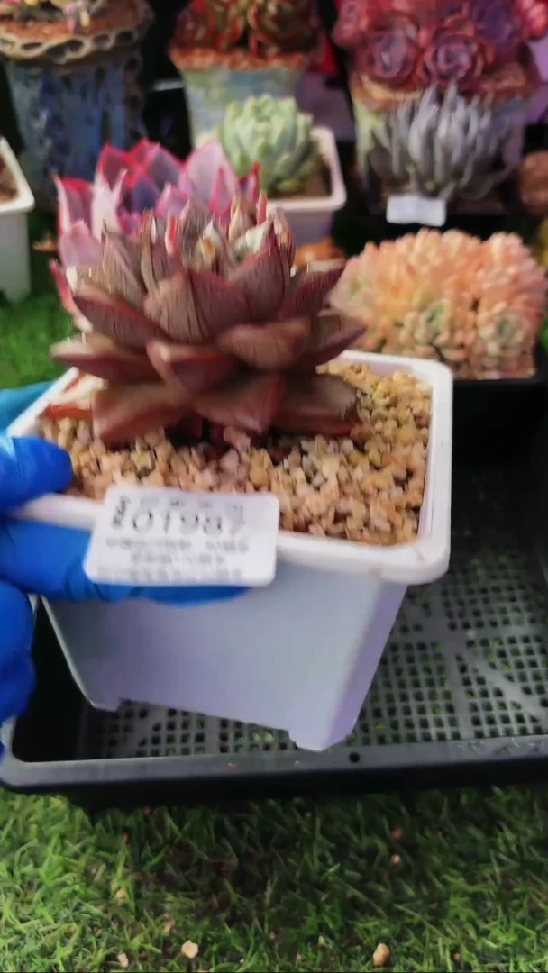 昆明印象多肉01987