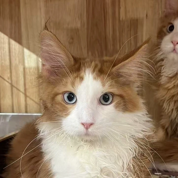 来了姊妹-红白蓝眼缅因猫 弟弟 10