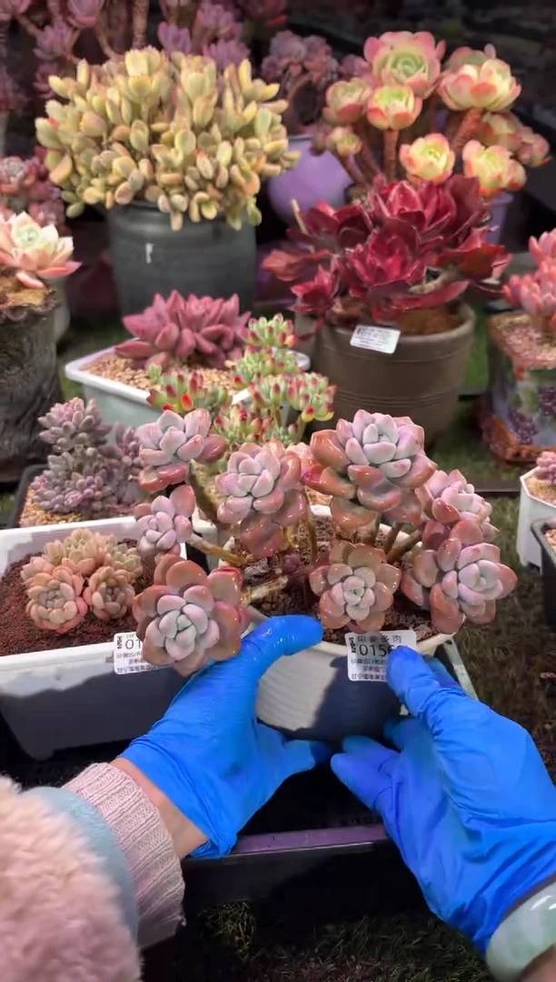 【闪购商品】01568