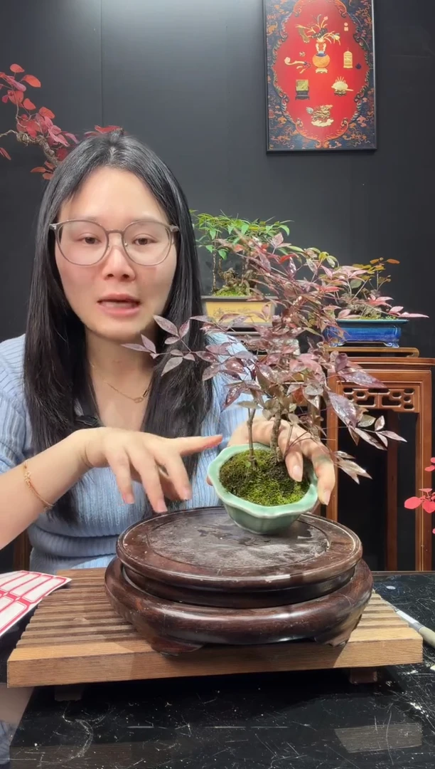 完全开放南天竹00