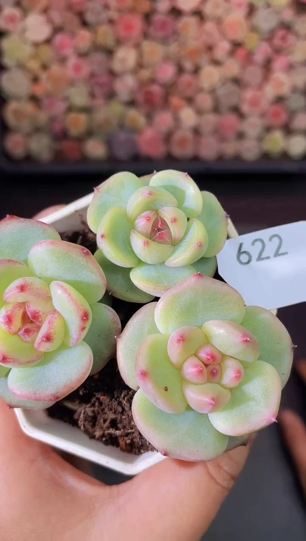 622椒图一物一拍一组