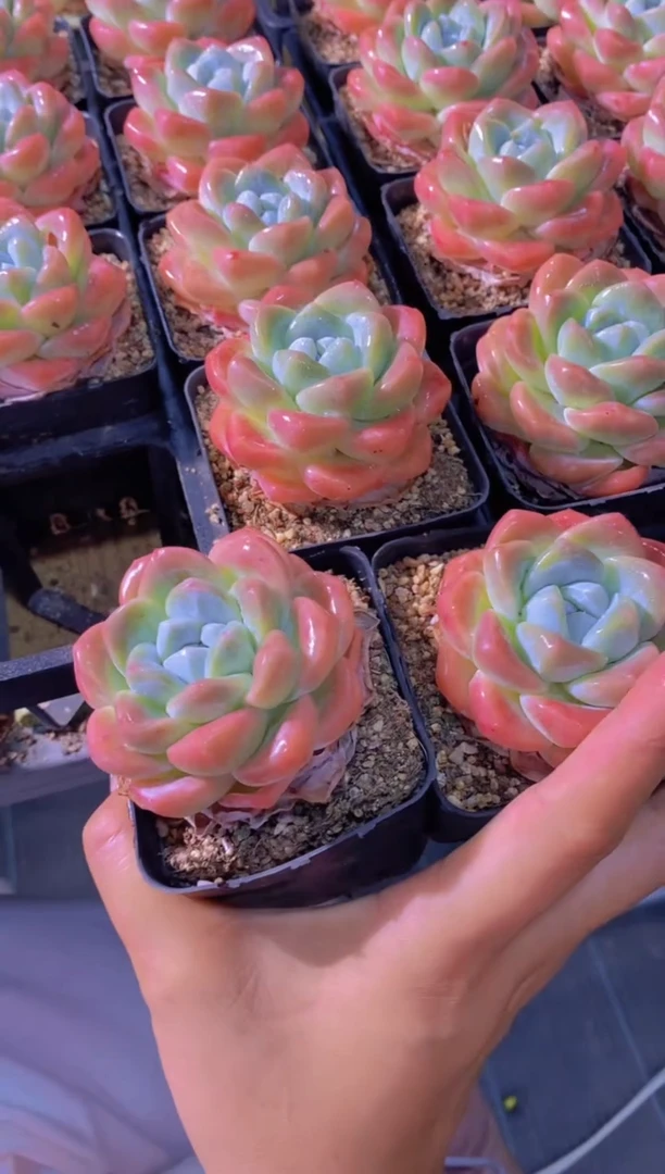 A800-冰玉两颗组合（量拍）