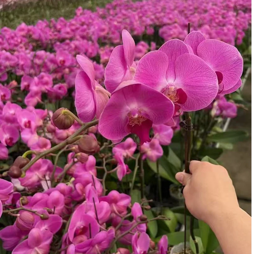 【好运来】蝴蝶兰 大花型 高端绿植花卉 室内绿植 广州基地直发