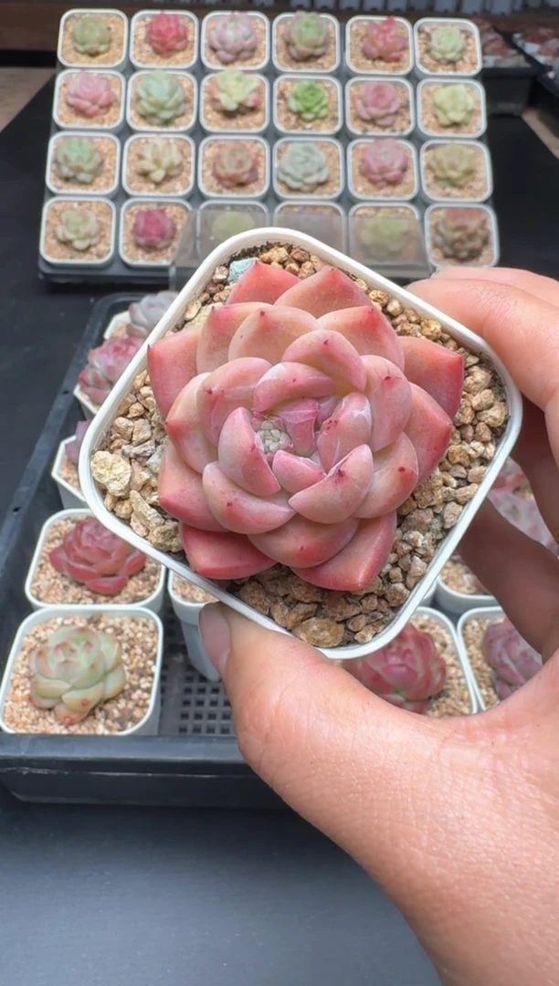 【闪购商品】153D物拍多肉带盆土6.5杯拍3颗包柚