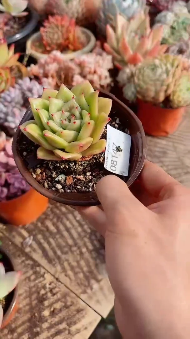 花***宿跃跃精品多肉08147