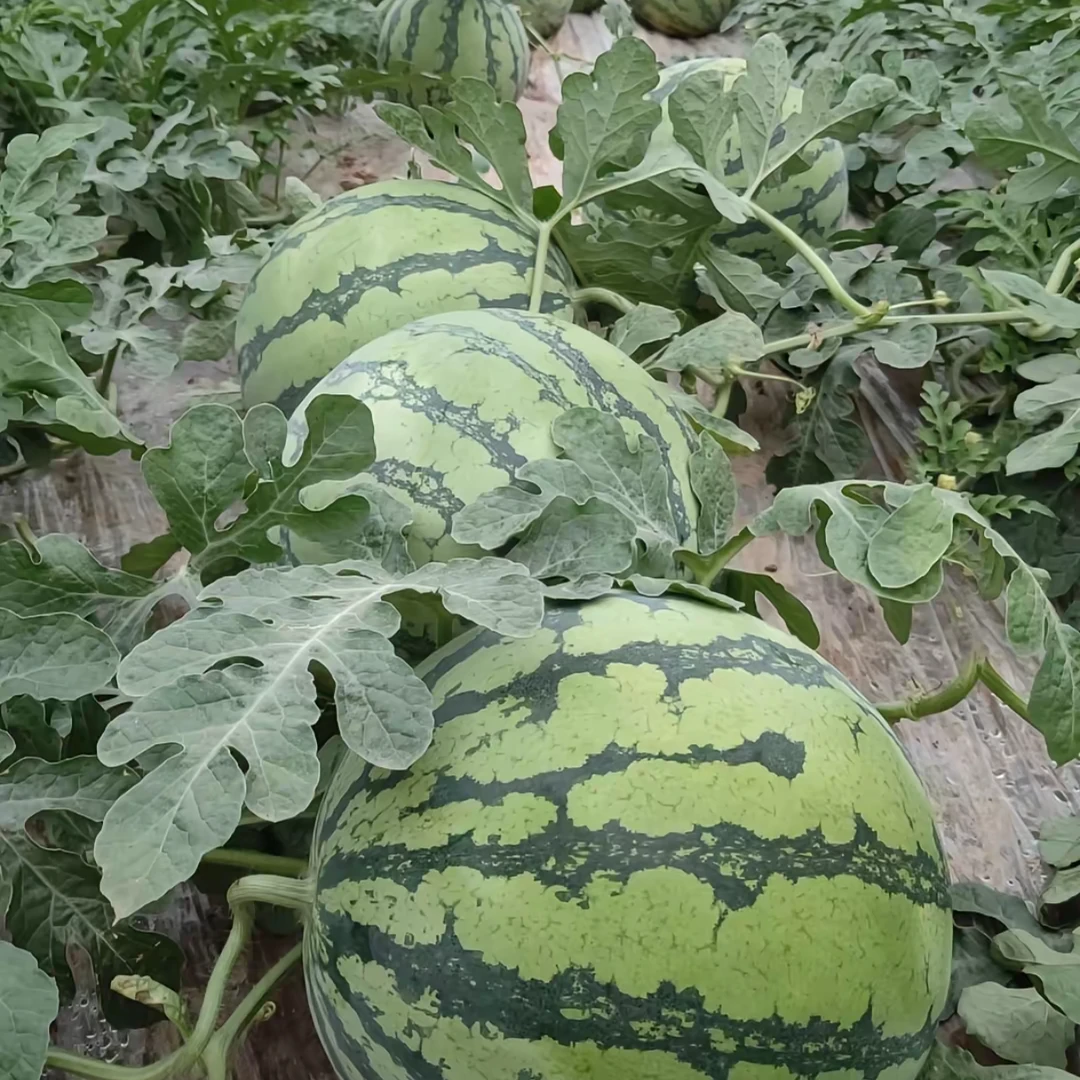 麒麟西瓜头茬西瓜现摘现发脆甜多汁