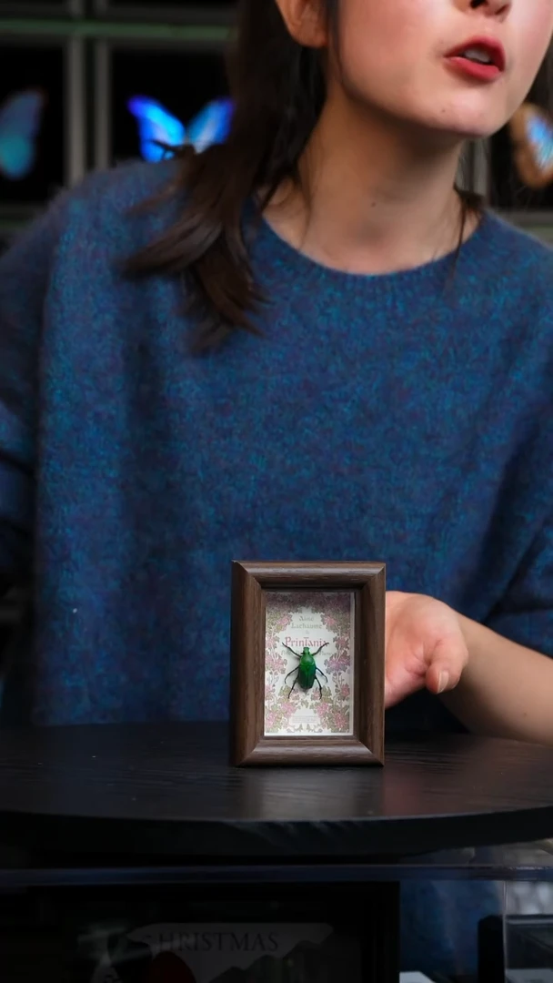 微瑕蝴蝶标本摆件一口价H100