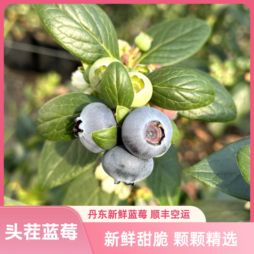 丹东头茬暖棚蓝莓25号新鲜采摘顺丰空运脆甜爆汁颗颗精选
