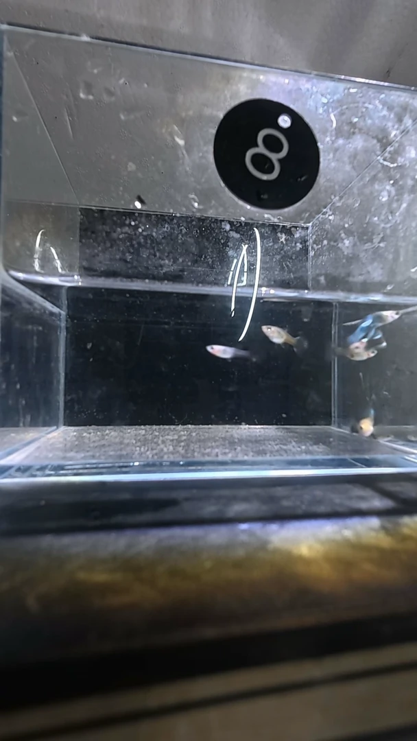 孔雀鱼8号两单包邮