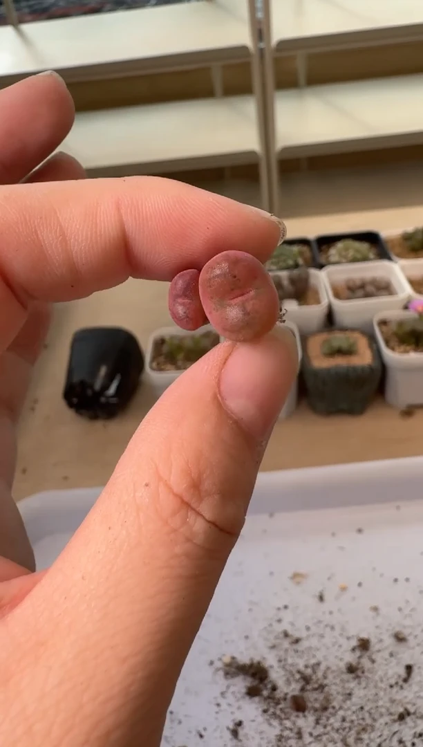 24-28多肉植物肉锥