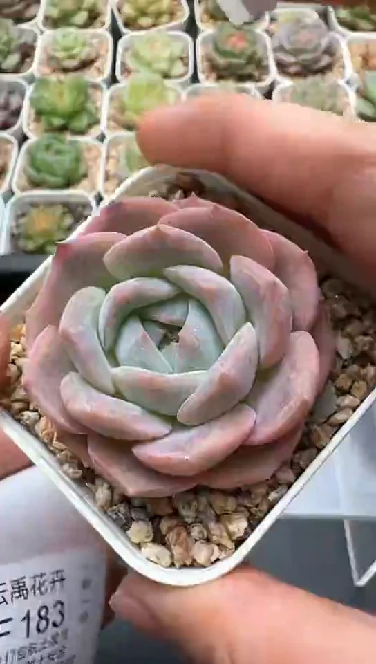 182F云禹多肉植物 默认脱土纸巾打包 3颗包邮