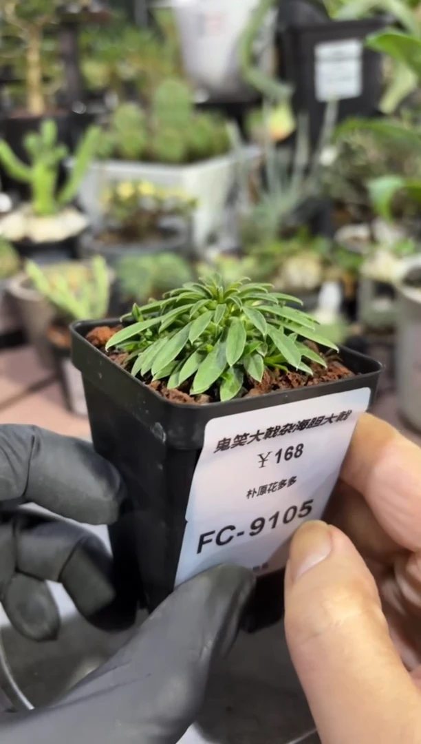 鬼笑大戟杂海胆大戟FC-9105