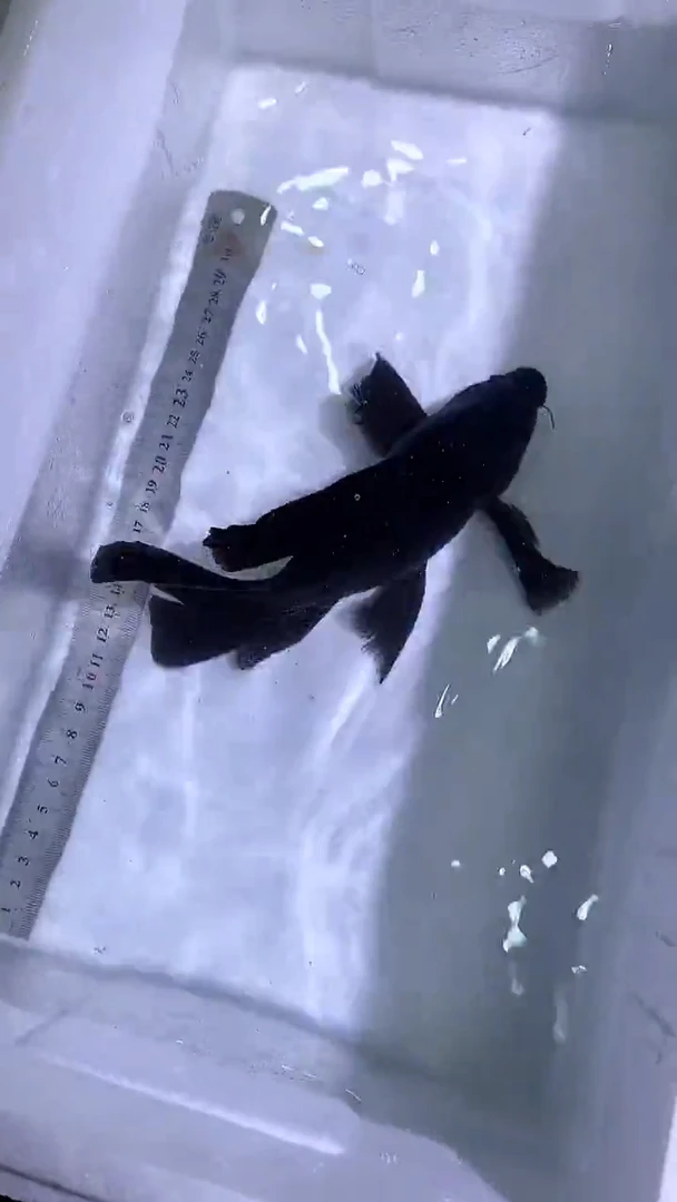 蝴蝶鲤鱼蝴蝶鲤直播选鱼专用链接 凭开箱视频售后