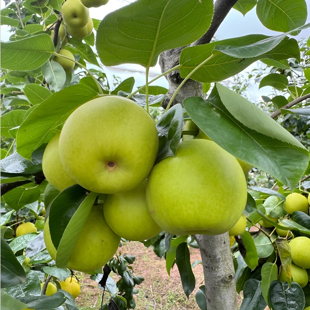 苹果梨青皮梨水果新鲜翠玉绿梨脆甜蜜酥梨薄皮当季