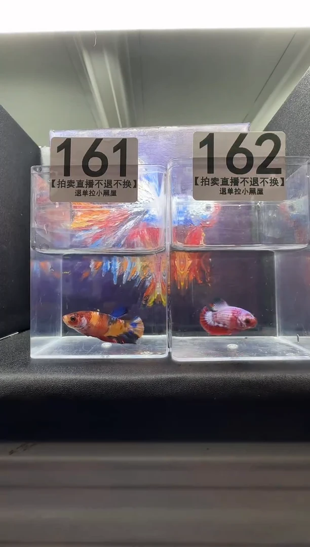 斗鱼母鱼编号：161-162