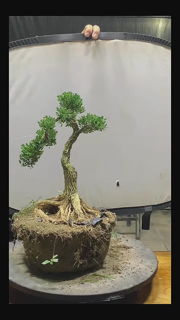 无花朵用****311111111111