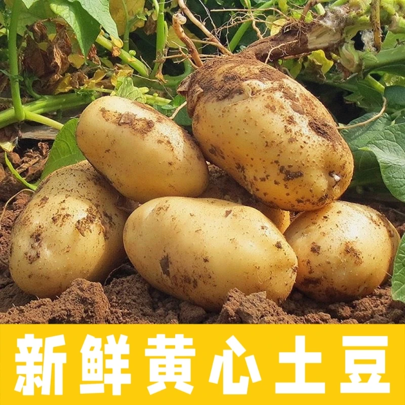 贵州黄心土豆威宁正宗黄皮农产品软糯洋芋新鲜马铃薯当季蔬菜批发